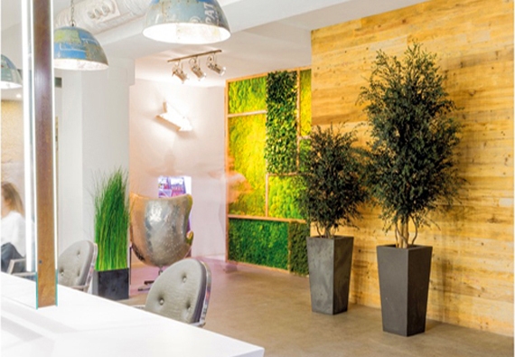 plantes-stabilisées-1